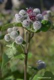 Arctium tomentosum