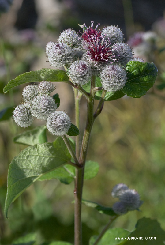 Изображение особи Arctium tomentosum.