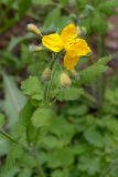 Chelidonium majus