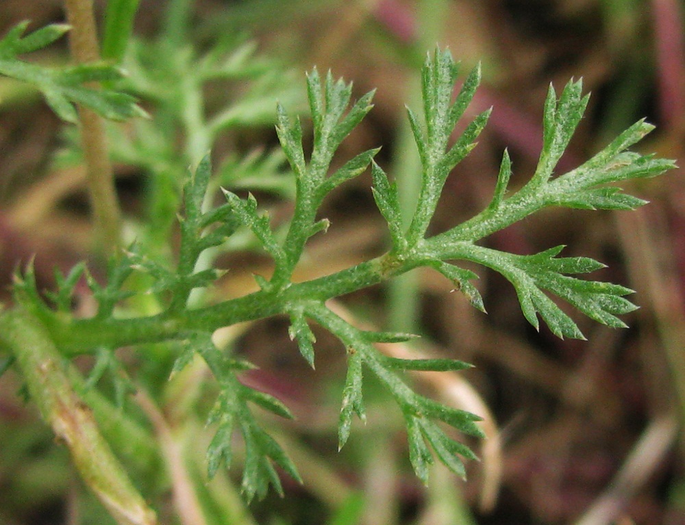 Image of Tripleurospermum inodorum specimen.