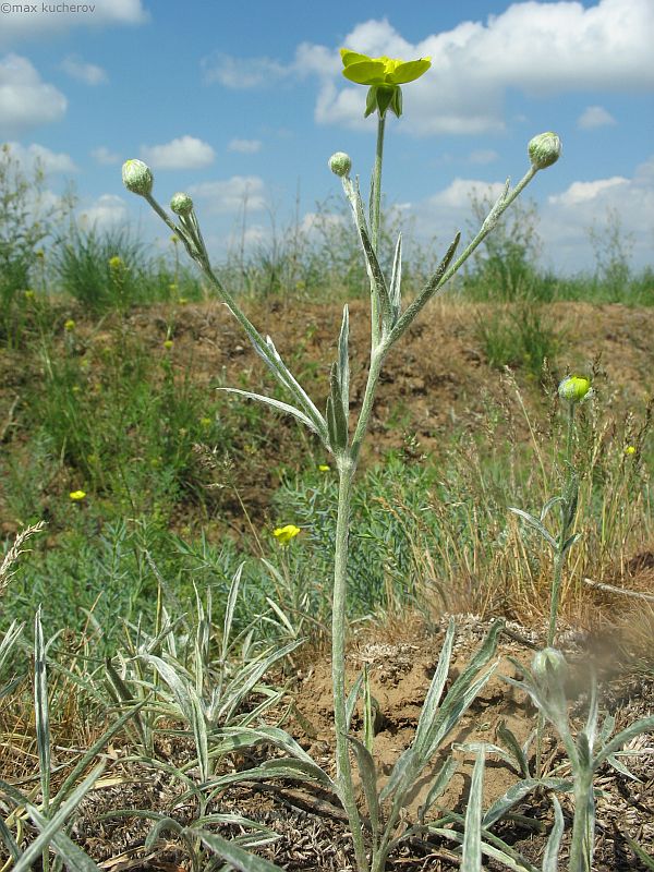 Image of Ranunculus illyricus specimen.