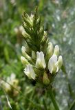 Astragalus cicer. Соцветие. Ростовская обл., Азовский р-н, с. Кугей, нижняя часть балки. 08.06.2012.