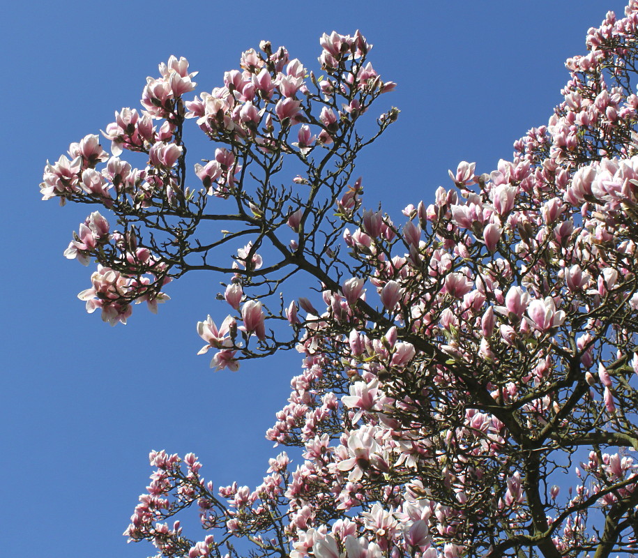 Изображение особи Magnolia × soulangeana.