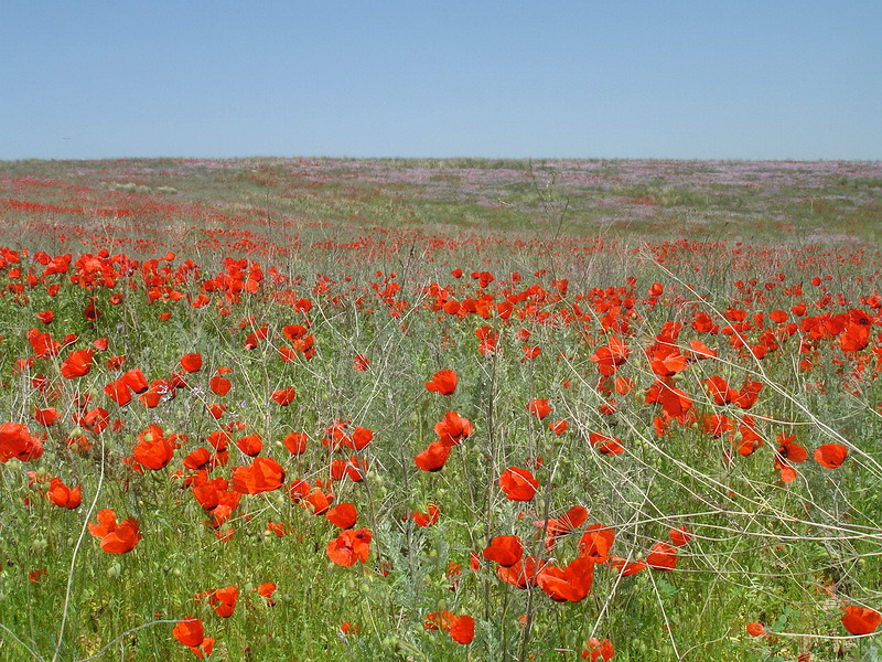 Image of Papaver pavoninum specimen.