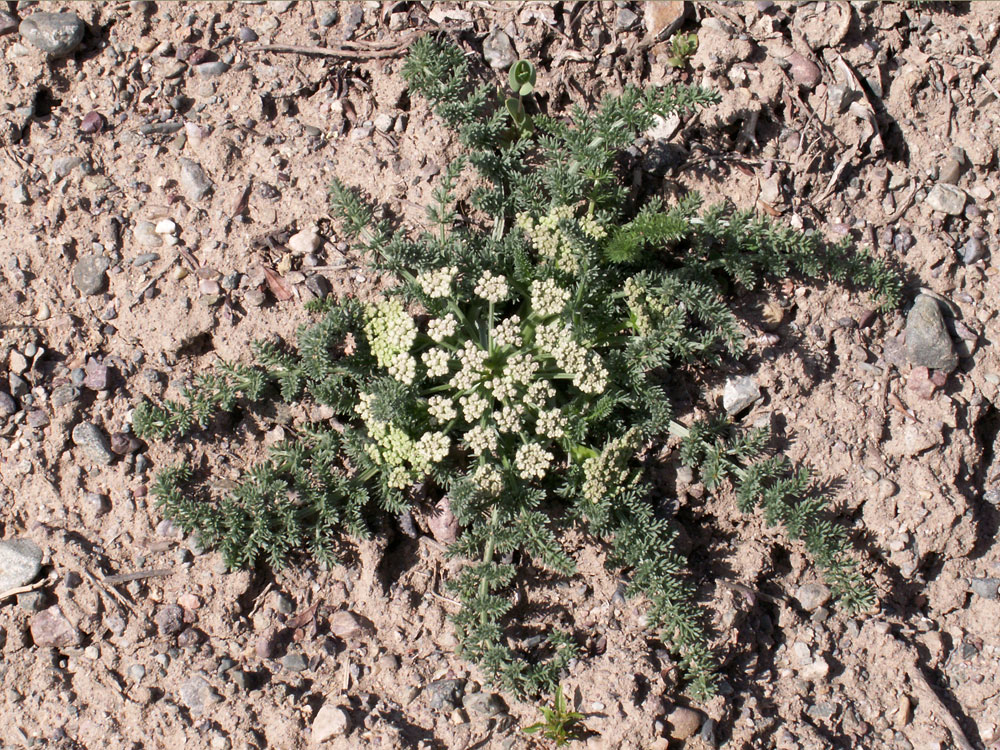 Image of Schrenkia golickeana specimen.