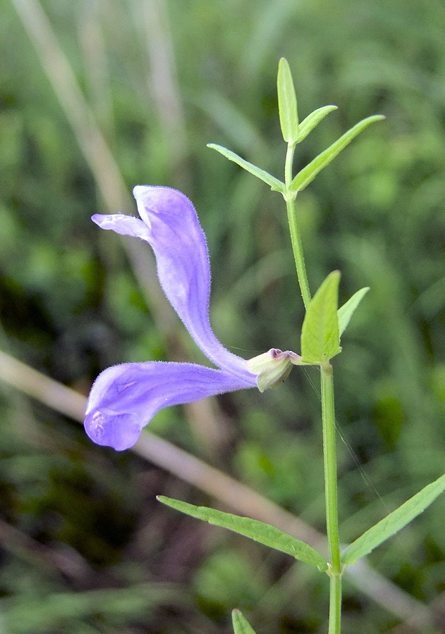 Изображение особи Scutellaria ikonnikovii.