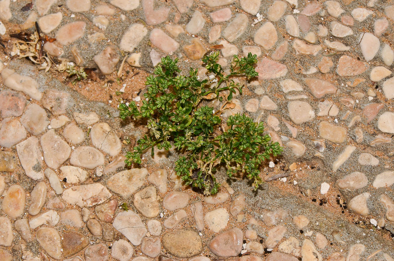 Image of Polycarpon tetraphyllum specimen.