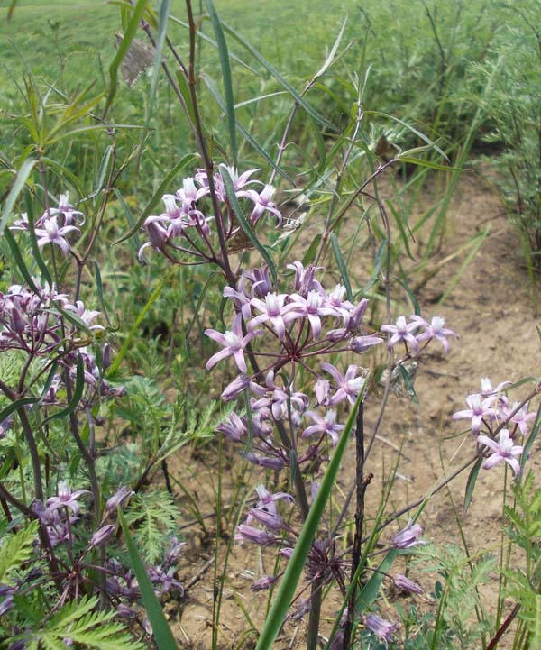 Image of Cynanchum purpureum specimen.