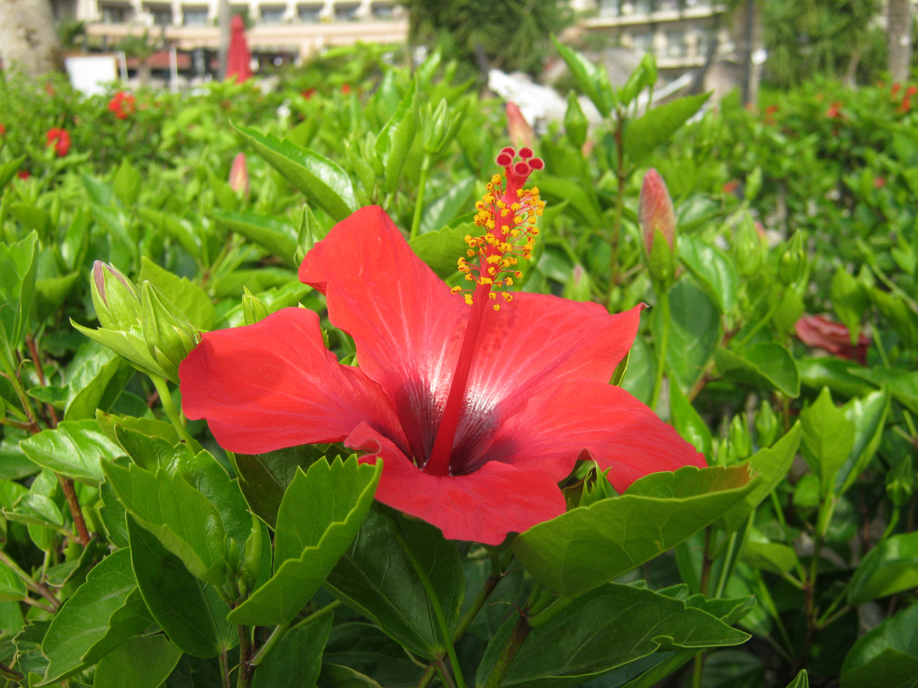 Изображение особи Hibiscus rosa-sinensis.