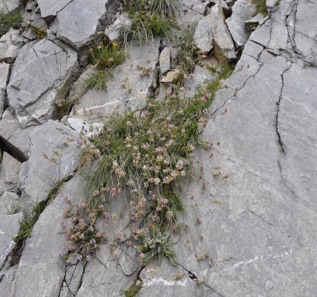 Image of Onobrychis alba specimen.