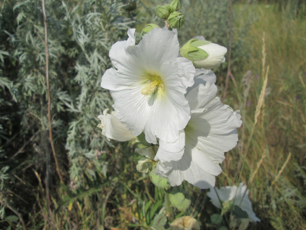 Image of Alcea rugosa specimen.