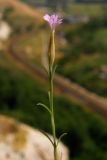 Petrorhagia prolifera. Верхушка цветущего растения. Крым, Севастополь. 5 июня 2009 г.