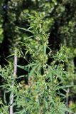 Cannabis sativa var. spontanea