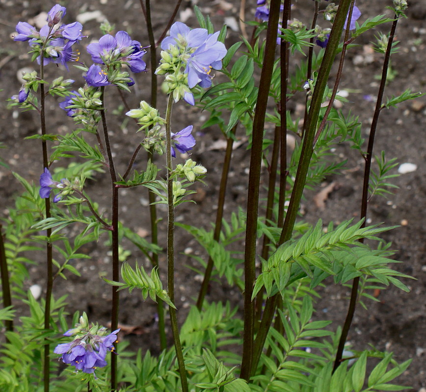 Изображение особи Polemonium caeruleum.