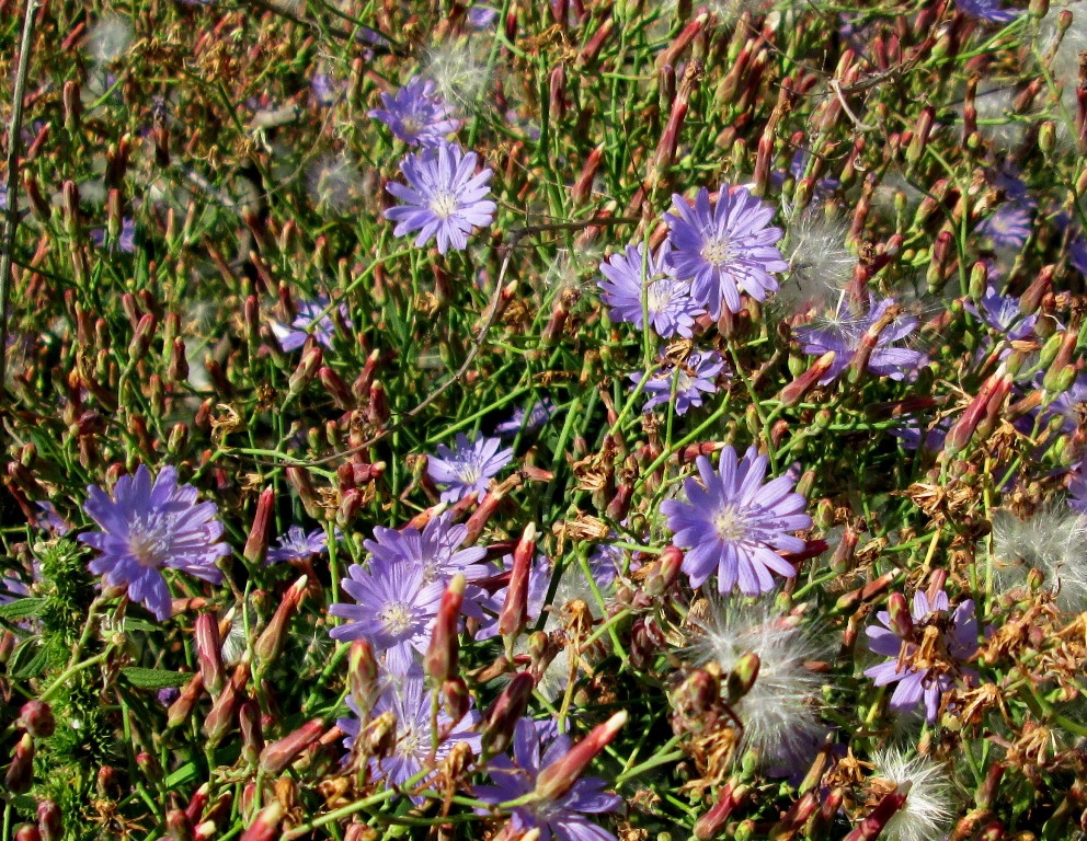 Изображение особи Lactuca tatarica.