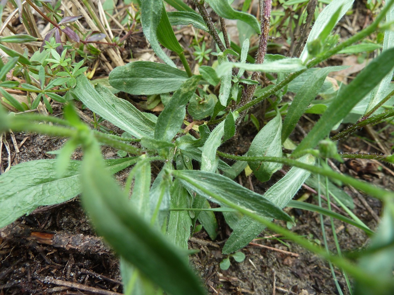 Image of Erigeron acris specimen.