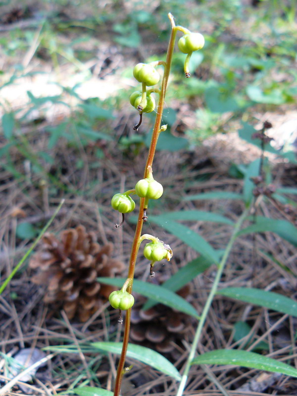 Изображение особи Pyrola chlorantha.