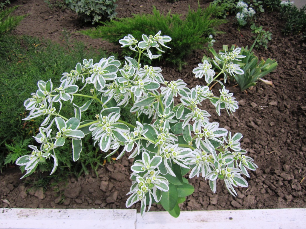 Изображение особи Euphorbia marginata.