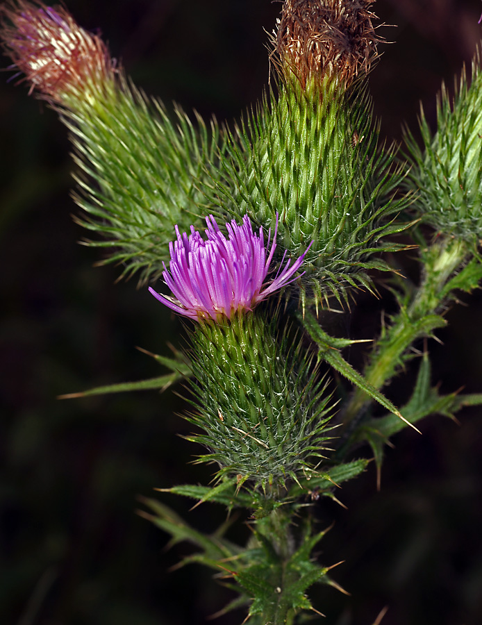 Image of Cirsium vulgare specimen.