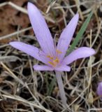 Colchicum haynaldii