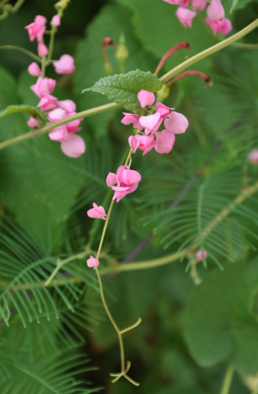 Изображение особи Antigonon leptopus.