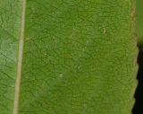 Catha edulis. Часть листовой пластинки. Израиль, Шарон, г. Тель-Авив, ботанический сад университета. 20.12.2012.