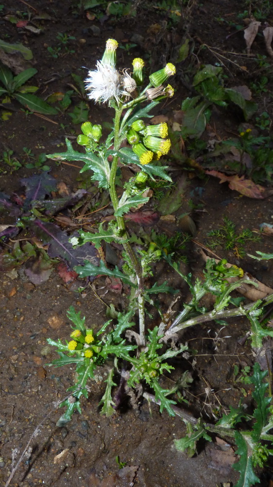 Изображение особи Senecio vulgaris.