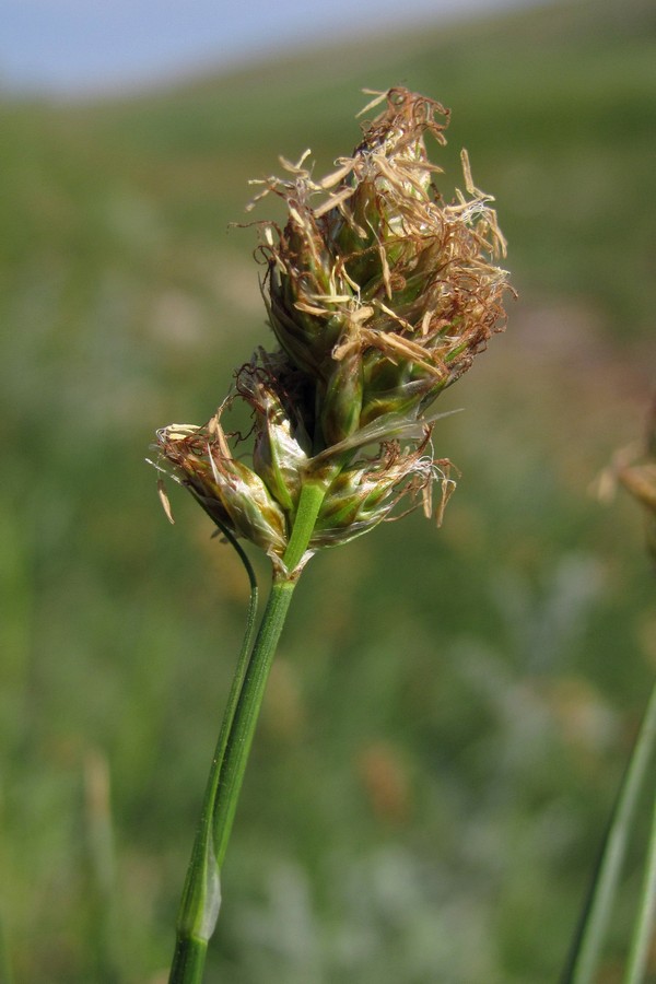 Image of Blysmus compressus specimen.