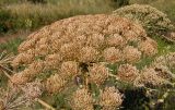 Heracleum stevenii