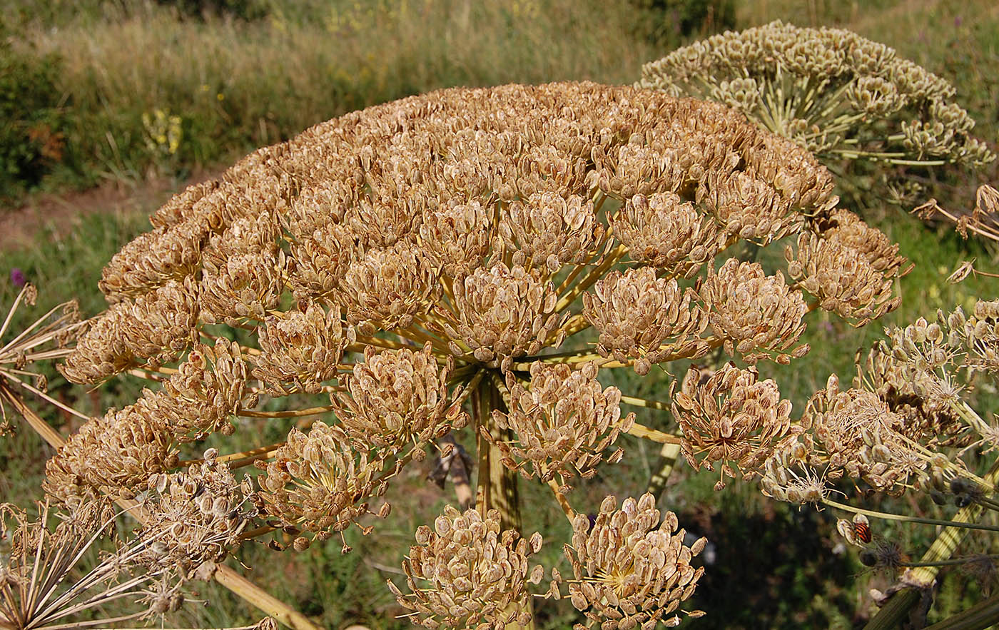 Изображение особи Heracleum stevenii.