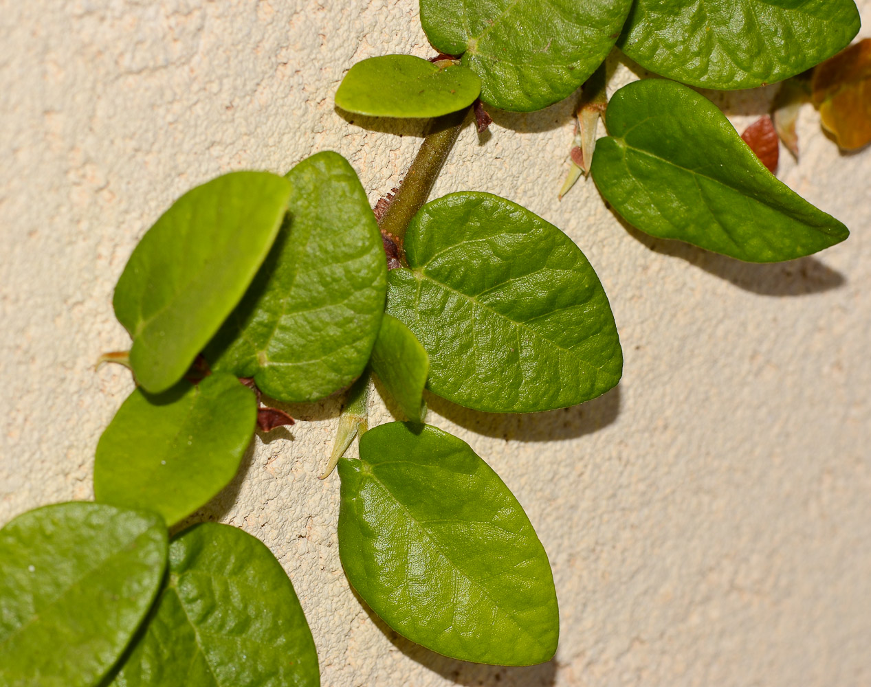 Изображение особи Ficus pumila.