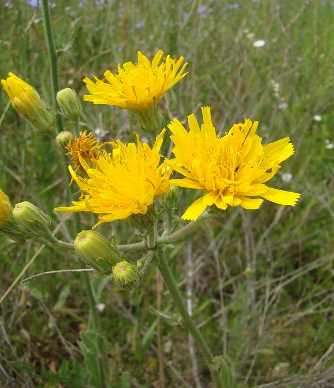 Image of Picris hieracioides specimen.