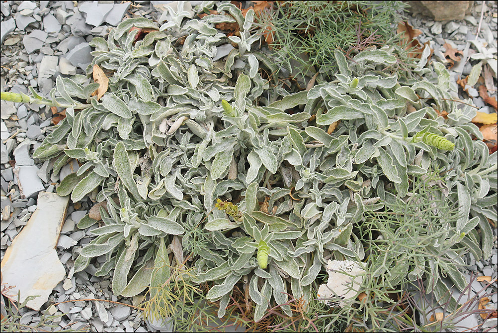 Image of Sideritis euxina specimen.