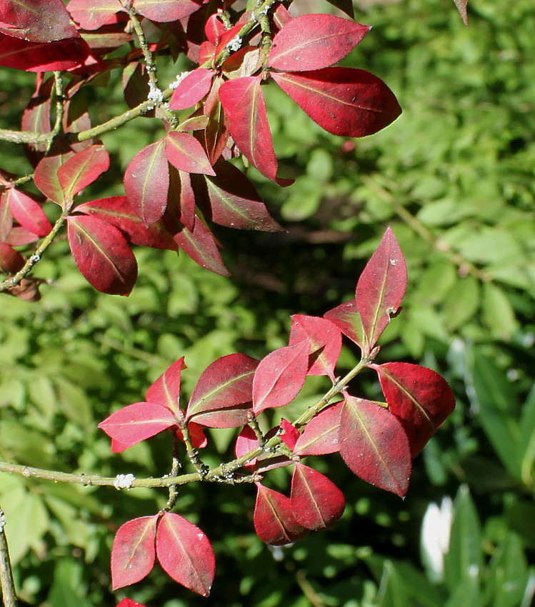 Изображение особи Euonymus alatus.