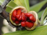 Pittosporum tobira