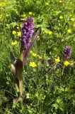 Dactylorhiza incarnata