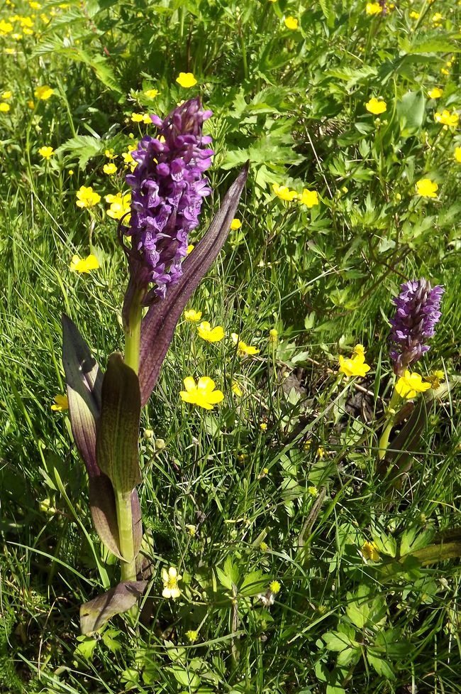 Изображение особи Dactylorhiza incarnata.