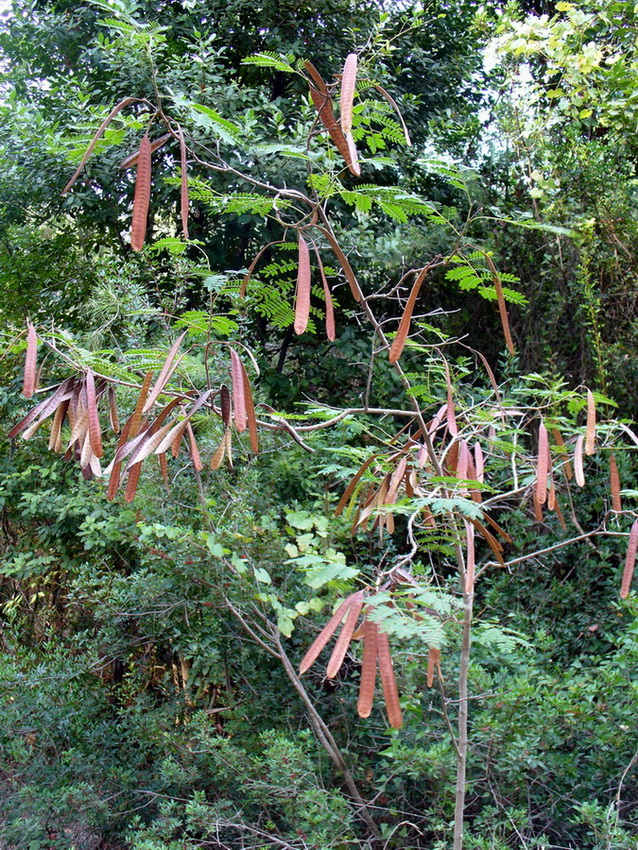 Изображение особи Leucaena leucocephala.