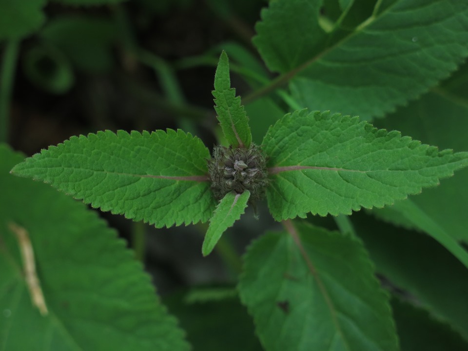 Image of Phlomoides woroschilovii specimen.