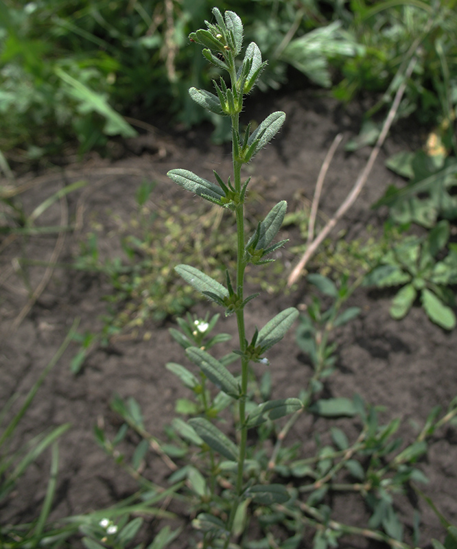 Изображение особи Buglossoides arvensis.