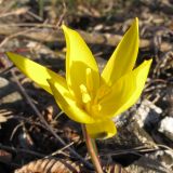 Tulipa australis. Цветок. Краснодарский край, г. Новороссийск, гора Большой Маркотх, можжевеловое редколесье. 22.03.2014.