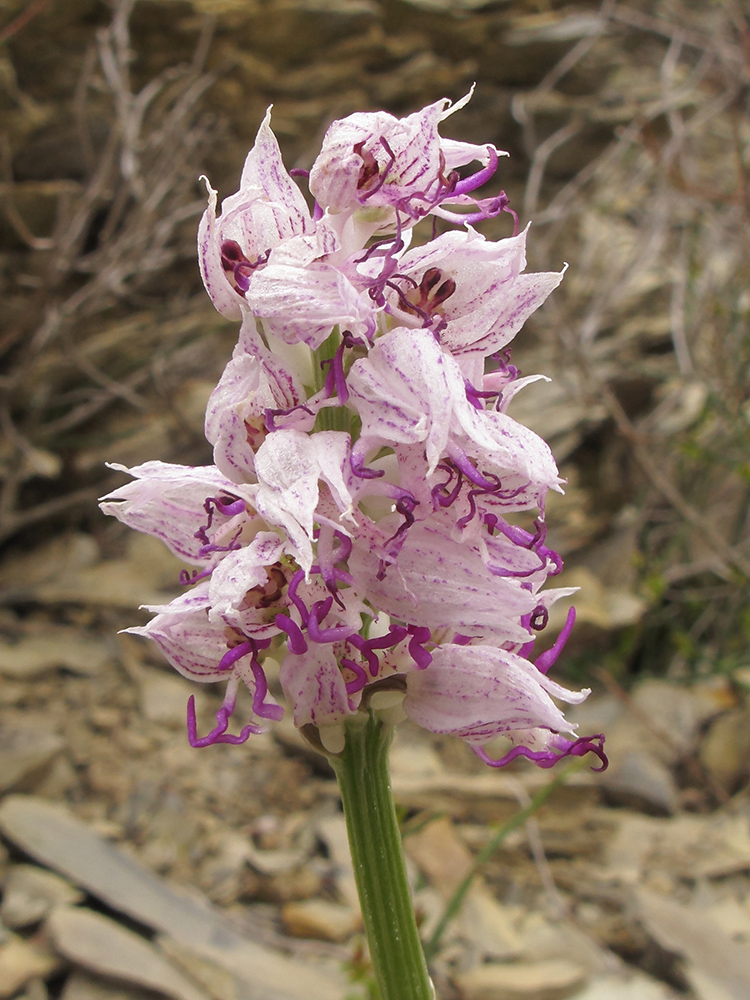 Image of Orchis simia specimen.