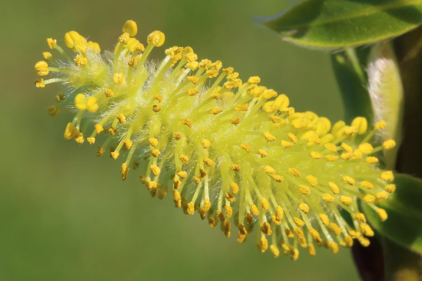 Image of Salix euxina specimen.