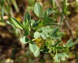 Chamaecytisus borysthenicus. Верхушка побега. Украина, г. Запорожье, о-в Хортица, песчаный участок в центральной части. 26.04.2014.