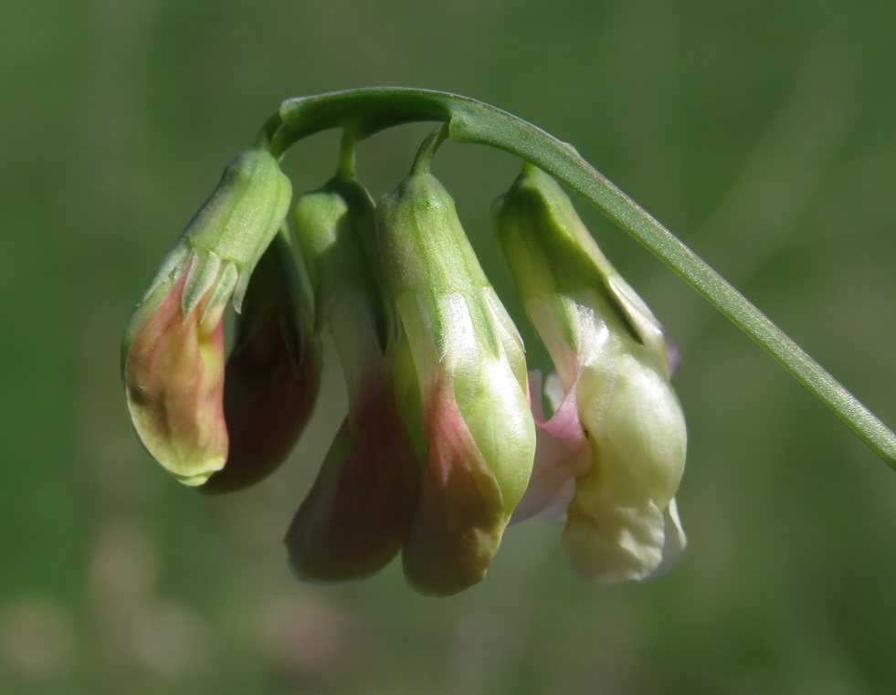 Image of Lathyrus lacteus specimen.