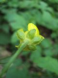 Ranunculus auricomus