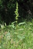Rumex patientia ssp. orientalis