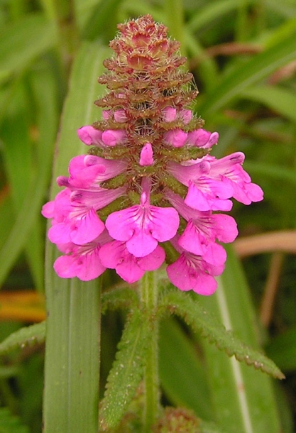 Image of Pedicularis spicata specimen.
