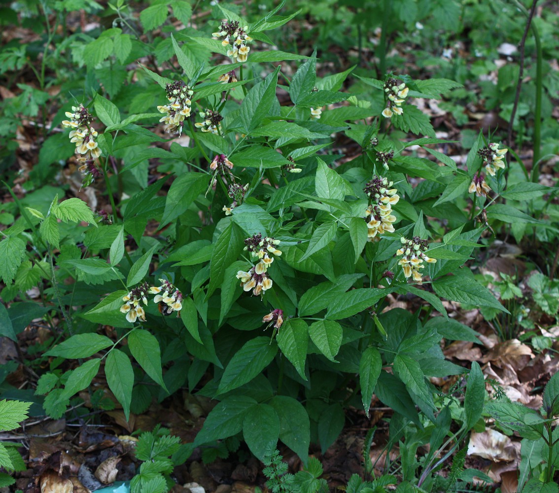 Image of Vicia oroboides specimen.