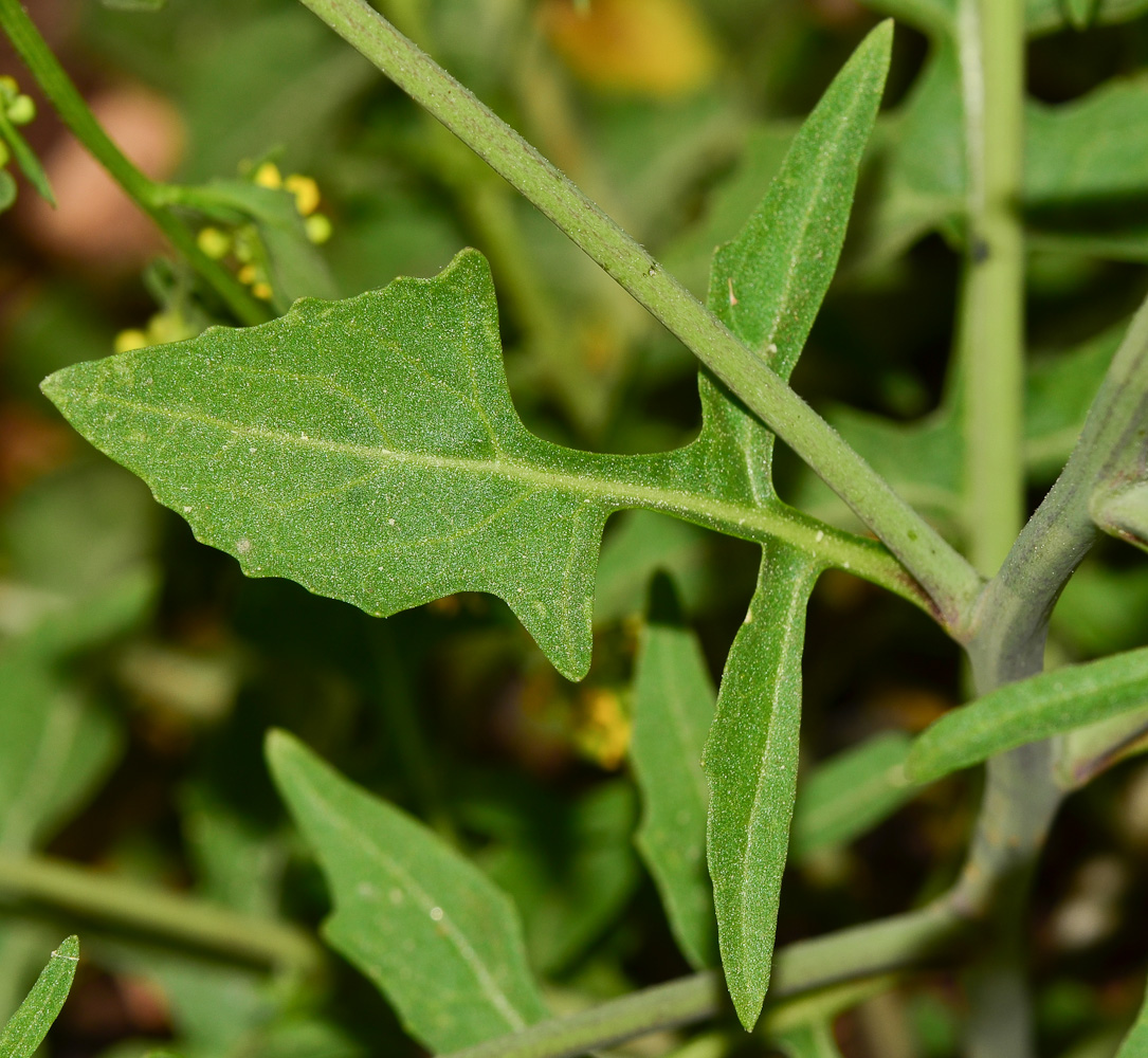 Image of Ochthodium aegyptiacum specimen.